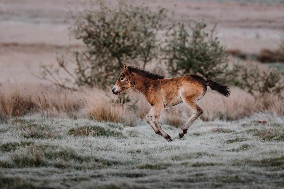 Kalender 2026 – Bild 2