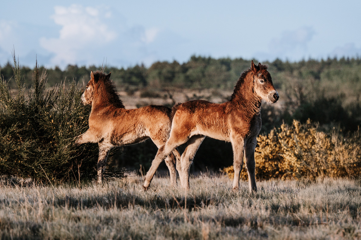 Kalender 2026 – Bild 4