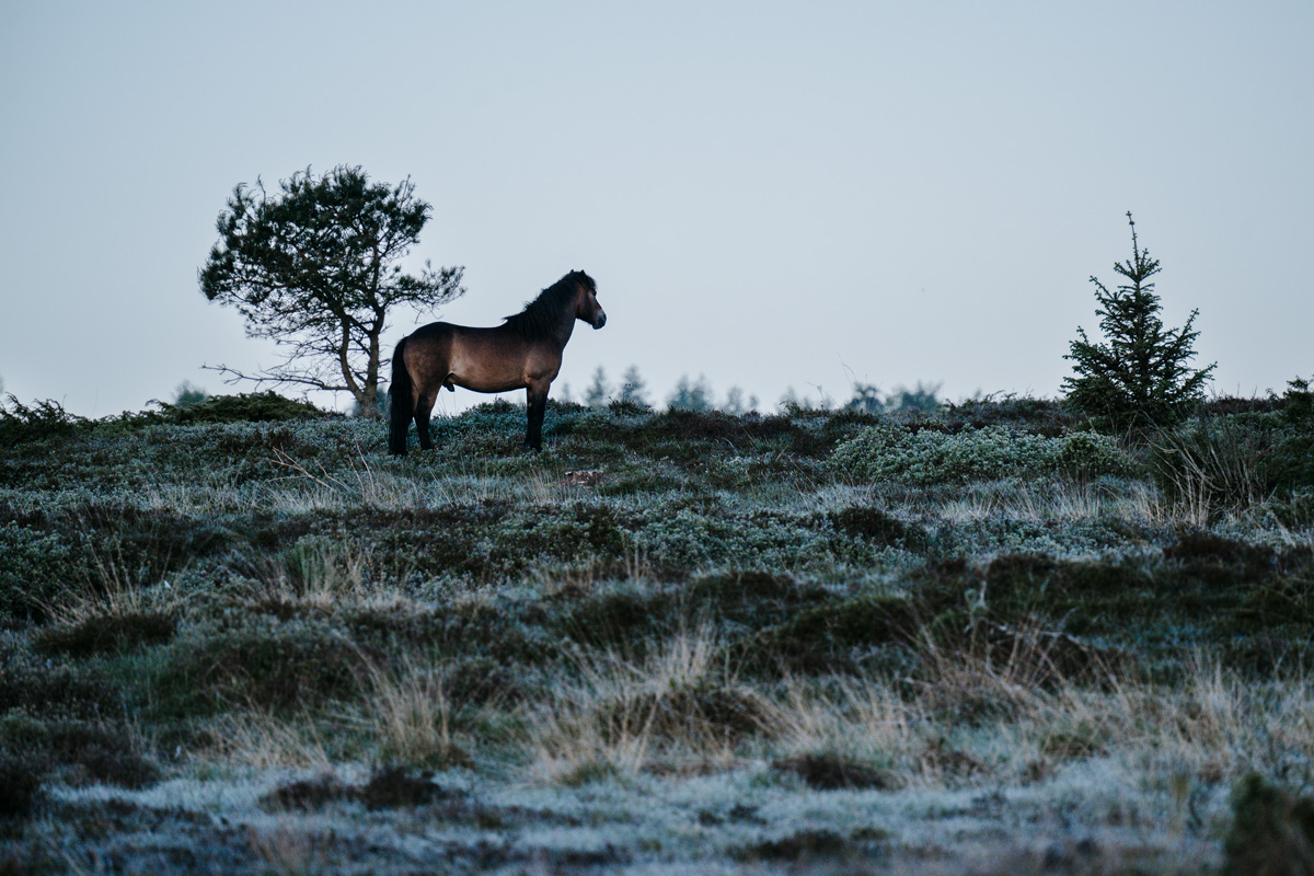 Kalender 2026 – Bild 5