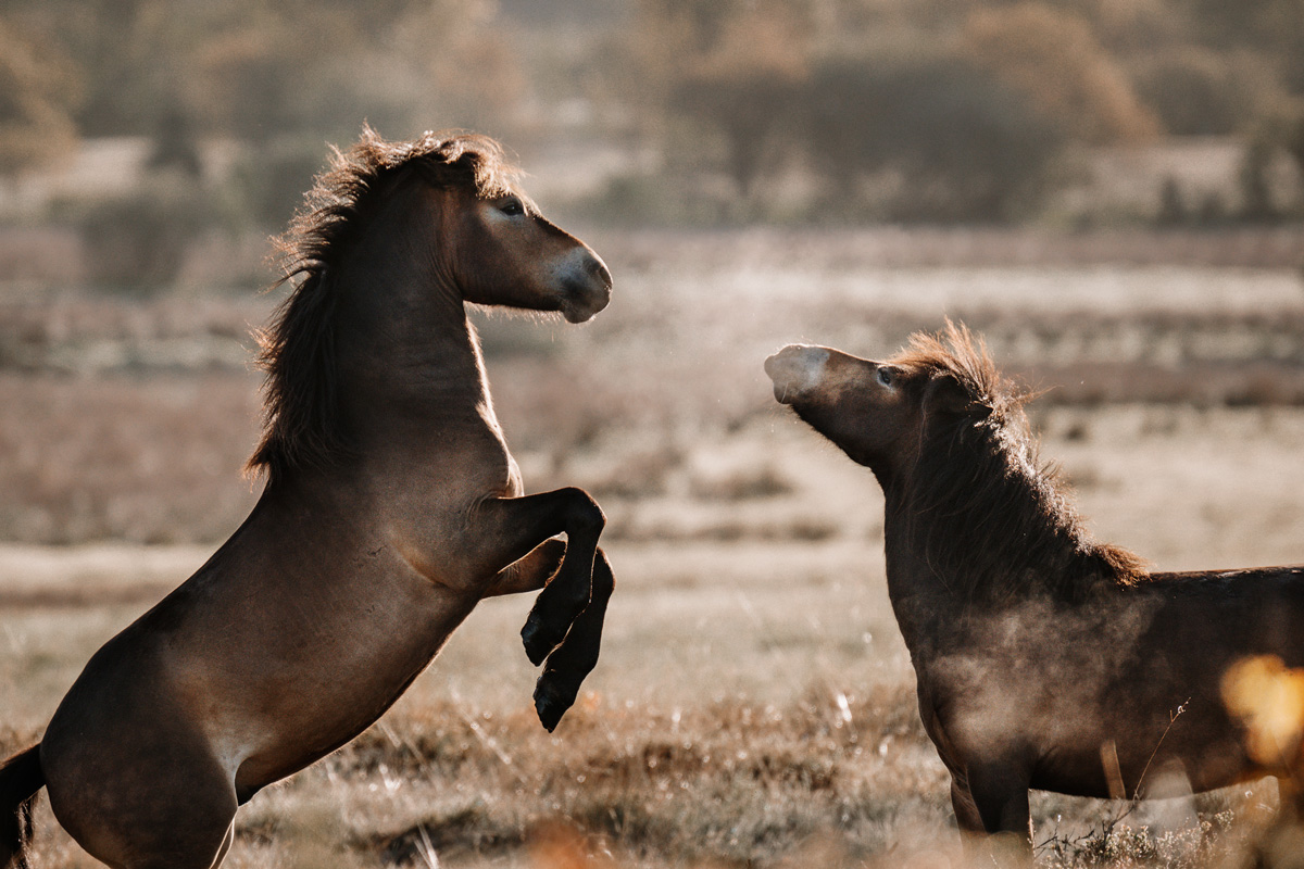 Kalender 2026 – Bild 6