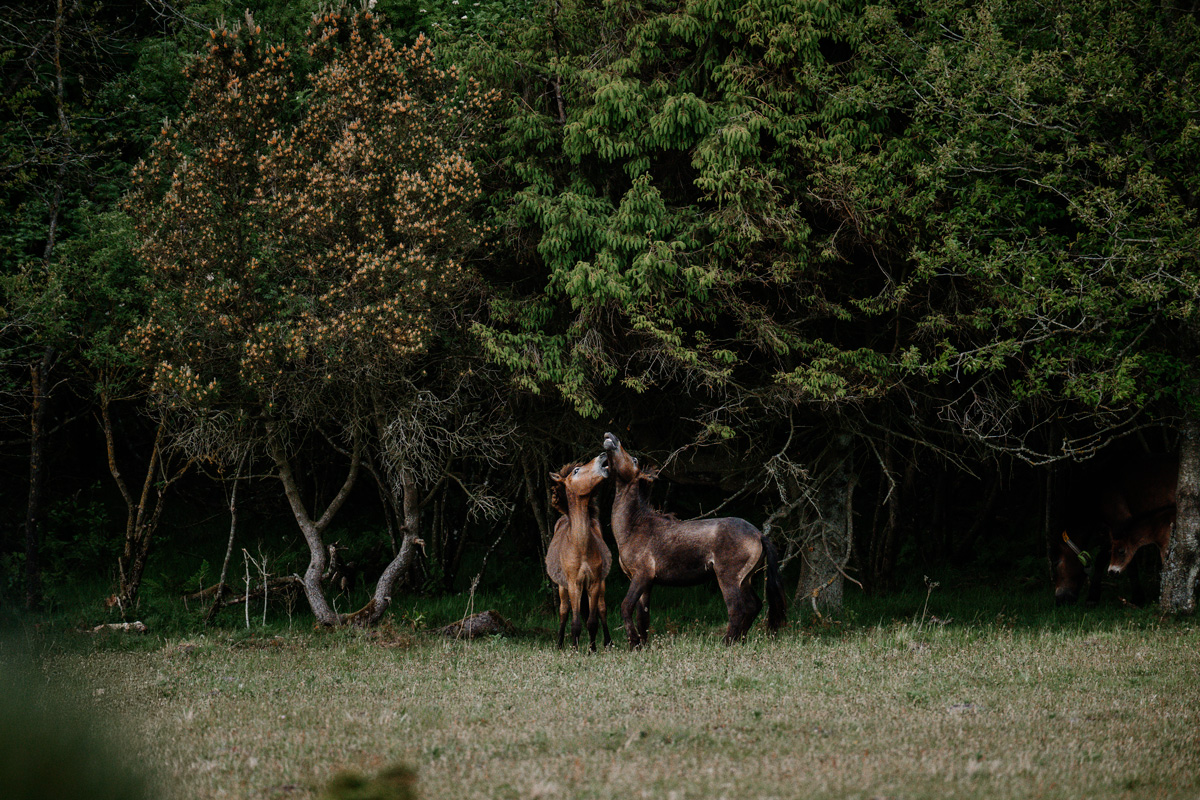 Kalender 2026 – Bild 7