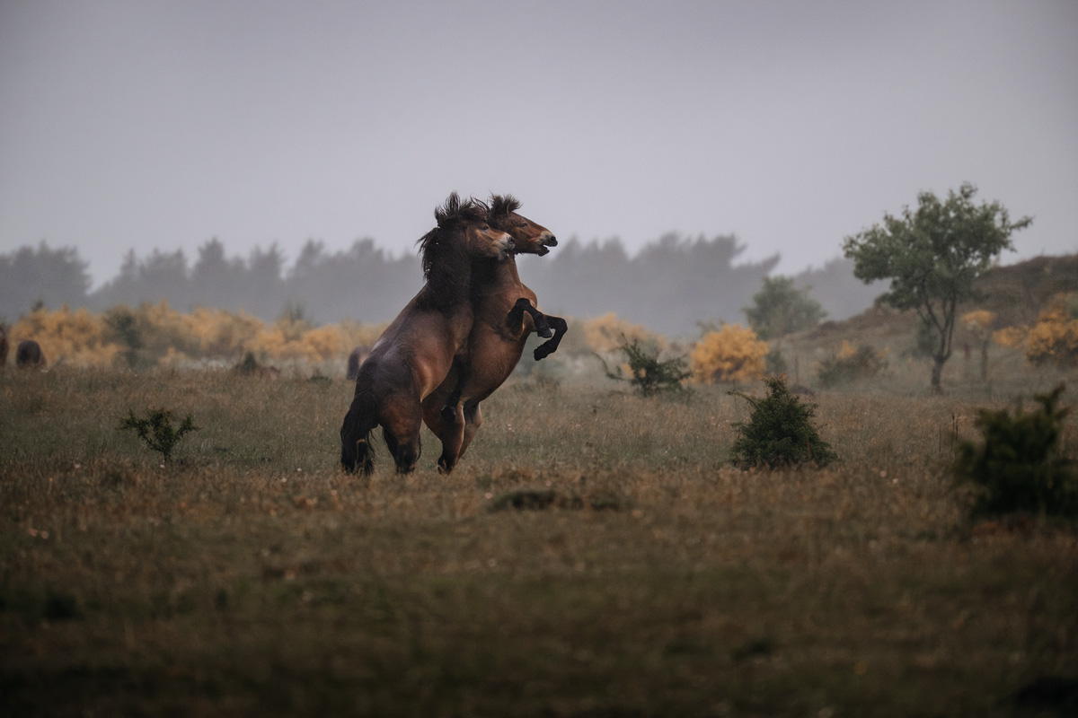 Kalender 2026 – Bild 12