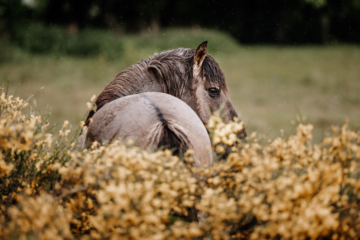 Kalender 2026 – Bild 13