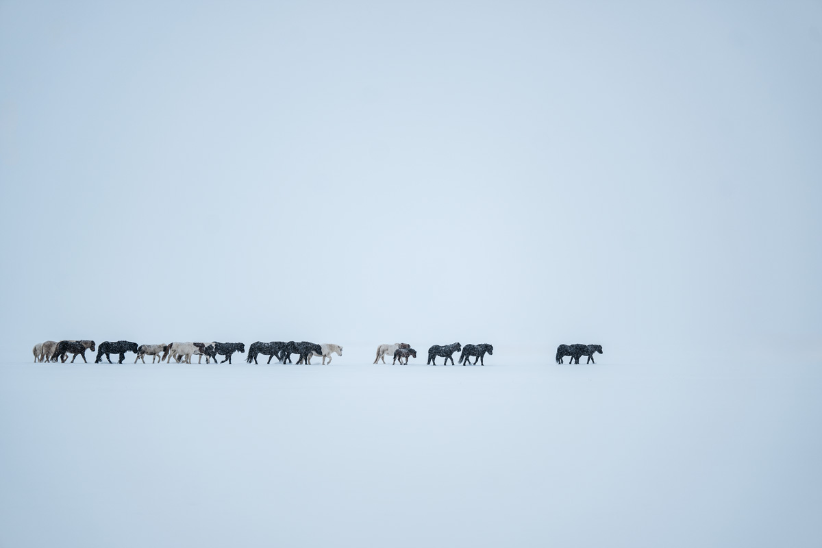 Islandpferde Herde in Island im Winter