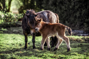 Shetlandpony Stute kuschelt mit ihrem neugeborenen Fohlen