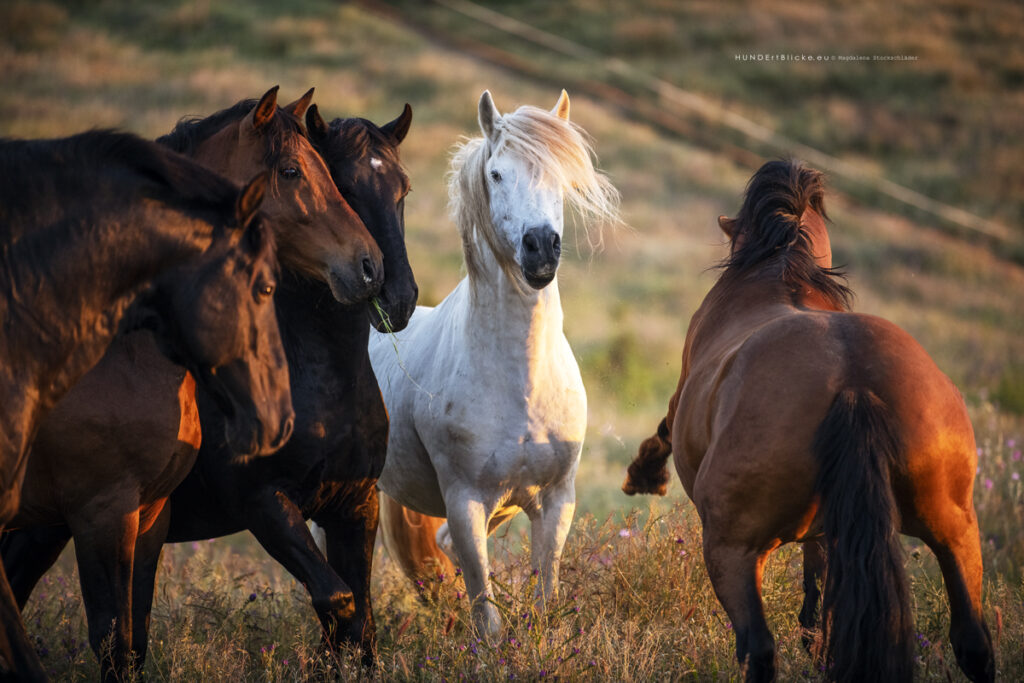 Lusitano Hengste im Gespräch über die Rangordnung, Portugal, Hundert Blicke