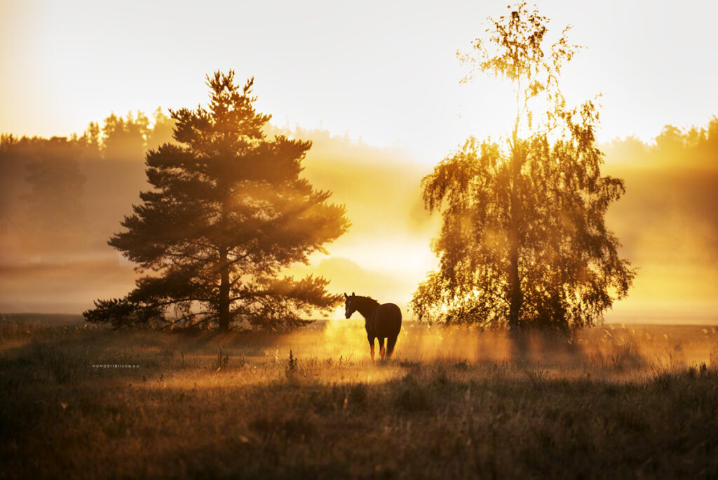 Ein blindes Pferd auf der Sonnenaufgang Weide in Finnland, Hundert Blicke