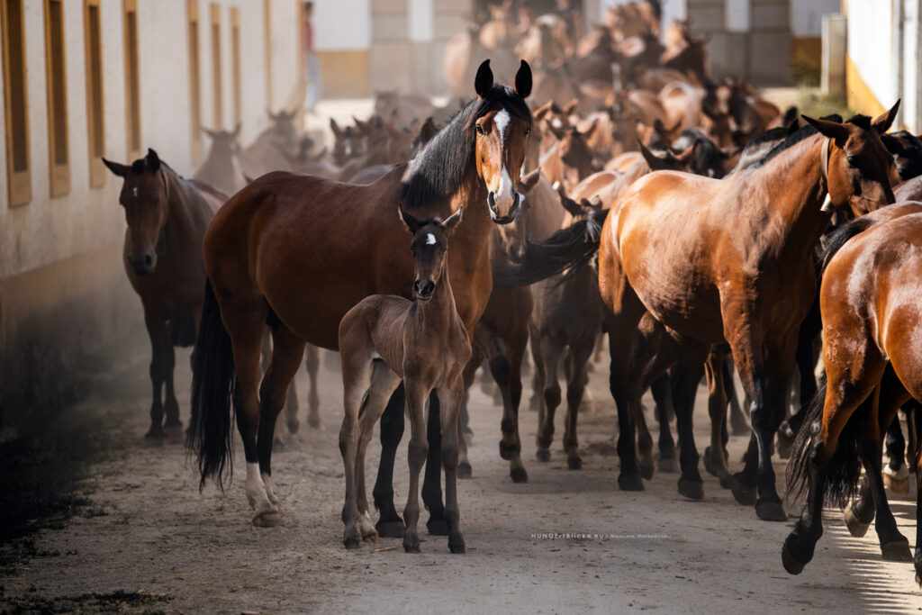 Altear Real Lusitano Stuten mit Fohlen, Portugal, Hundert Blicke