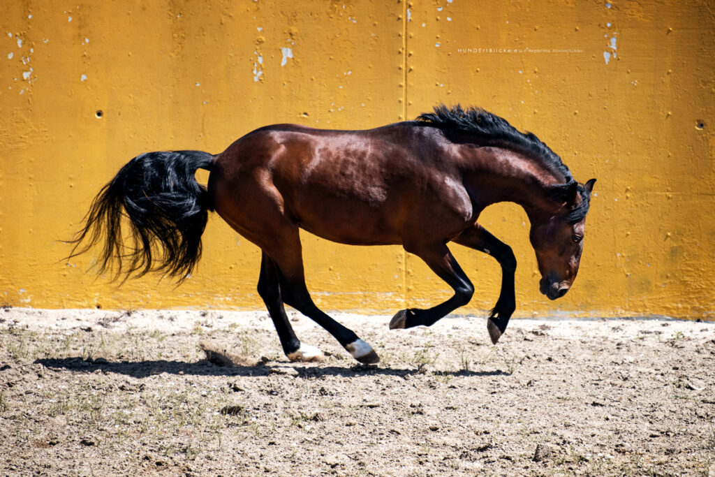 Ein Lusitano Hengst in Stierkampfarena in Portugal, Alter Real, Hundert Blicke