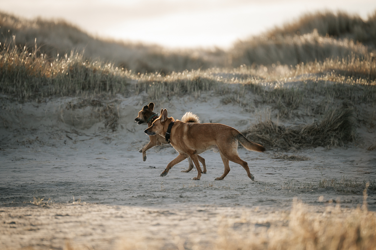 Hunde am Strand an der Nordsee, Schleswig-Holstein
