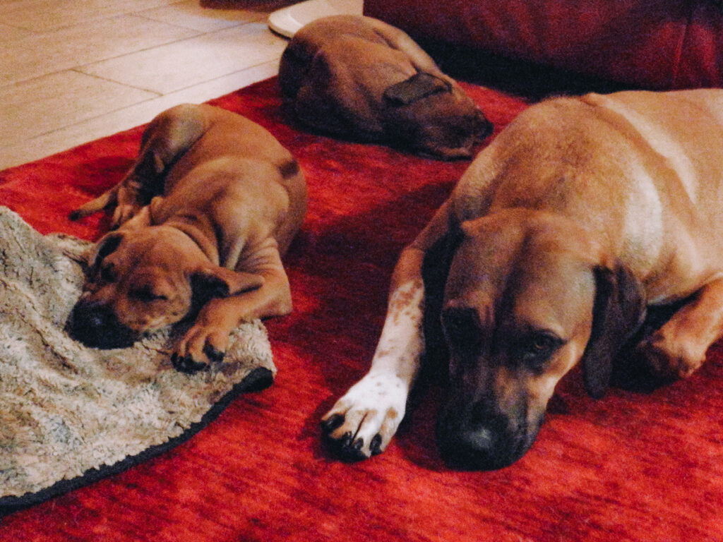 Rhodesian Ridgeback Hündin und zwei Welpen auf rotem Teppich