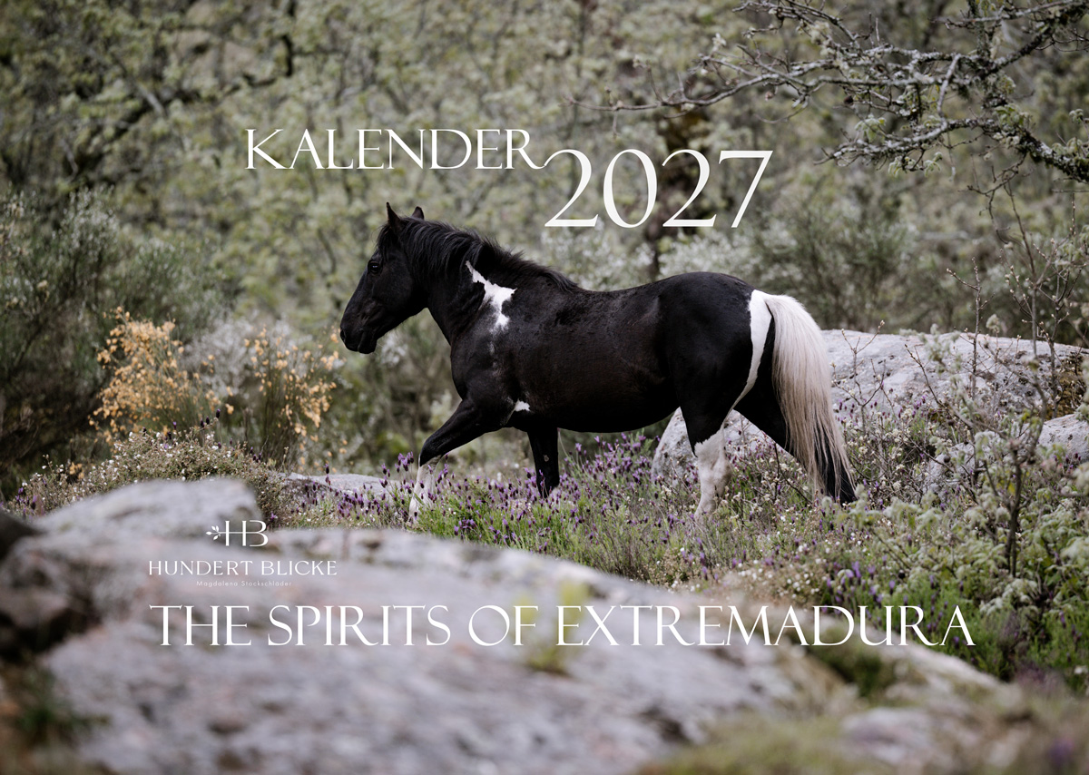 Kalender 2027 - Pferde - VORBESTELLUNG